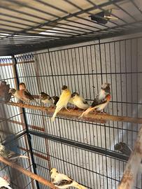 Novelli Arlecchino portoghese