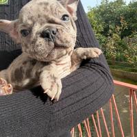 Bulldog francese merle maschio