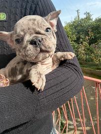 Bulldog francese merle maschio