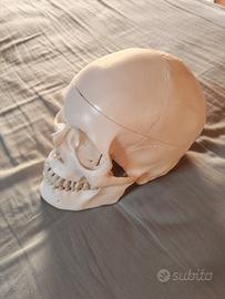 Cranio anatomico per studio anatomia o esposizione