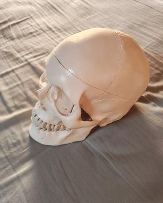 Cranio anatomico per studio anatomia o esposizione