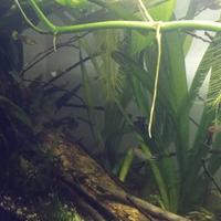  Acquario 86l completo 