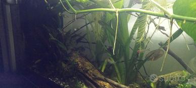  Acquario 86l completo 