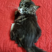 Maine coon con pedigree