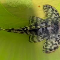 Hypancistrus L236