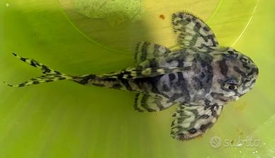 Hypancistrus L236