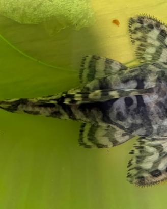 Hypancistrus L236
