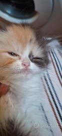 Gatto persiano