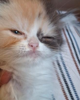 Gatto persiano