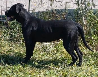 Femmina Cane Corso
