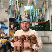 Barboncino toy red 2F 2M anche a rate