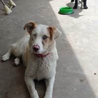 Labrador e pastore biellese