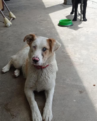 Labrador e pastore biellese
