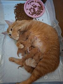 Mici nati il 6 di marzo