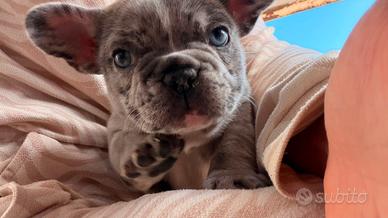 Buldog francese