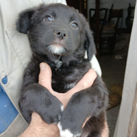 Cuccioli maschi si regalano