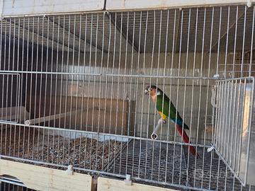 2 maschi pirrura 