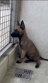 Pastore belga Malinois