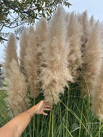 Pampas per decorazioni/allestimenti