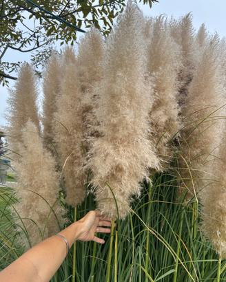 Pampas per decorazioni/allestimenti