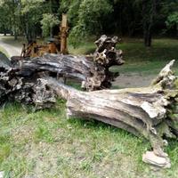 radice con tronco di ulivo 