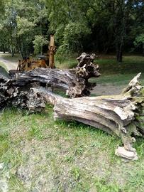 radice con tronco di ulivo 