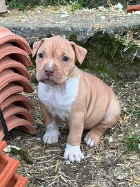 Cuccioli pitbull