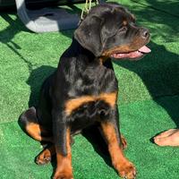 Cuccioli di rottweiler