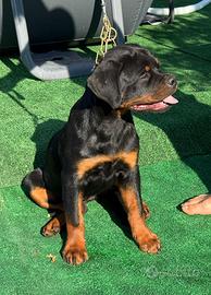 Cuccioli di rottweiler