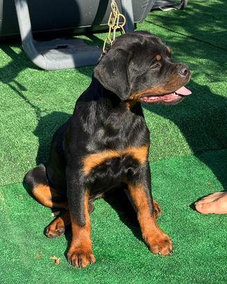 Cuccioli di rottweiler