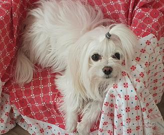 Maltese maschio 2,4 kg pedigree ENCI per monta