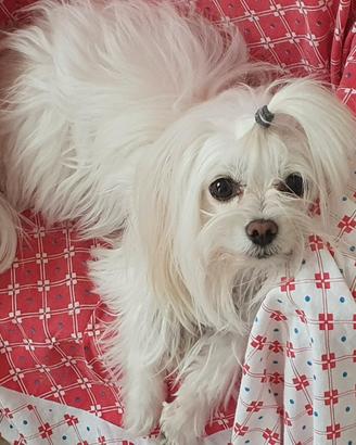 Maltese maschio 2,4 kg pedigree ENCI per monta