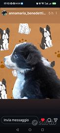 Border Collie Cuccioli 