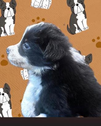 Border Collie Cuccioli 