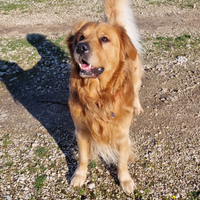 Golden retriever americano