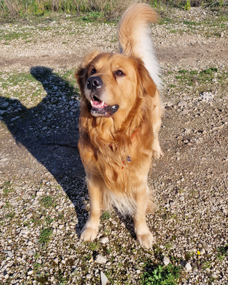 Golden retriever americano