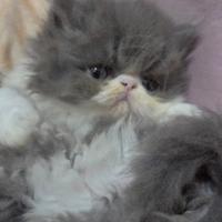 Cucciole persiane ipertipiche