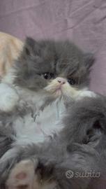 Cucciole persiane ipertipiche