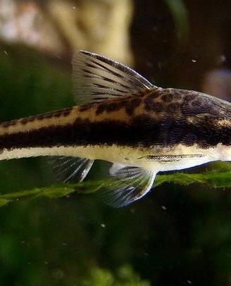 OTOCINCLUSaffinis- PANGIOkuhlii