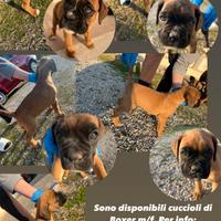 Cuccioli di boxer m/f