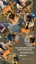 Cuccioli di boxer m/f