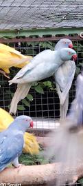 Parrocchetti dal collare