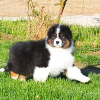 Australian shepherd