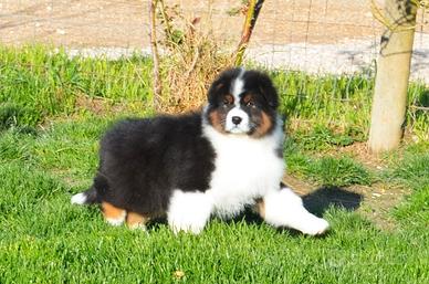 Australian shepherd