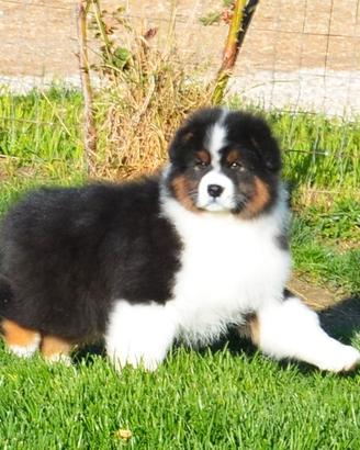 Australian shepherd