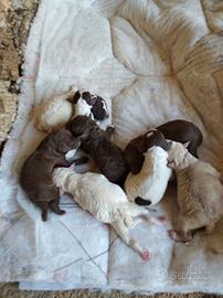 Cuccioli Lagotto romagnolo