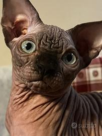 Sphynx