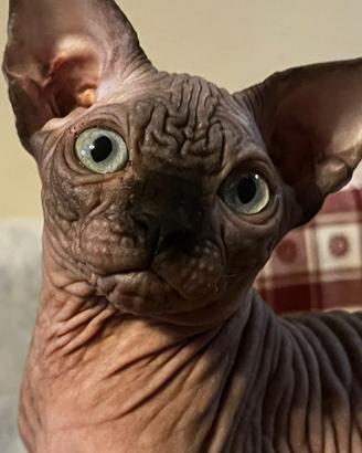 Sphynx