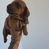 Bassotto fulvo con pedigree