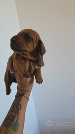 Bassotto fulvo con pedigree